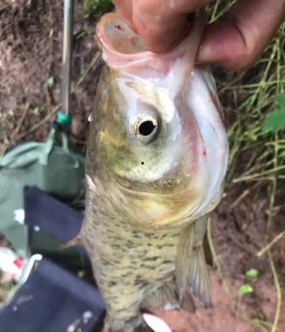 冲哥爆料折耳鱼视频下载,冲哥独家爆料下载攻略