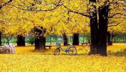 临沂银杏树爆料视频最新,千年古树见证历史变迁